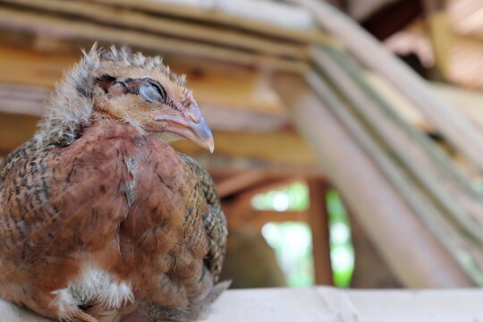 Selective Focus Of Sleeping Chicken With Copy Space.