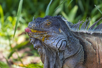Primer plano de una iguana verde comiendo un mango