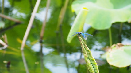 トンボ © おはな