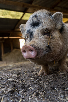 Cochon nain ?