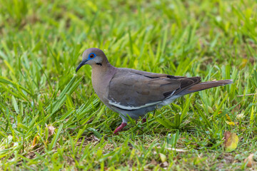 Obraz premium Primer plano de una paloma sobre una hierba verde