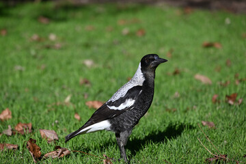 Close up of a juvenile Australian magpie standing on a lawn, with dry autumn leaves scattered nearby