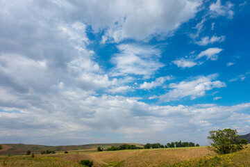 Summer mountain landscape. Blooming fields and medicinal herbs against the background of high mountains. Kyrgyzstan.