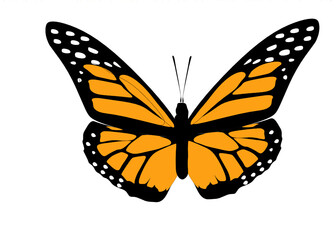 vector illustration of butterfly.