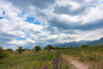 Summer mountain landscape. Blooming fields and medicinal herbs against the background of high mountains. Kyrgyzstan.