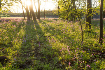 朝日で輝く森林(ムラサキハナナ)