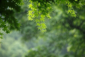 Fototapeta premium 雨に打たれる青いもみじ