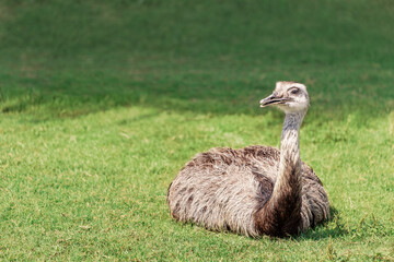 Nandu ostrich sits amusingly on a green lawn and looks away. The extraordinary appearance of these...