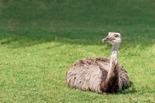 Nandu ostrich sits amusingly on a green lawn and looks away. The extraordinary appearance of these giant birds is similar to the ancient ancestors of dinosaurs