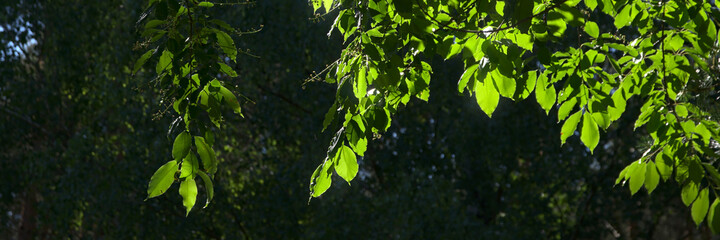 Fototapeta na wymiar Green leaves of the bird cherry illuminated by the rays of the afternoon sun