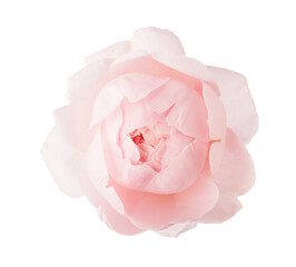 Pale light pink Rose isolated on white background.