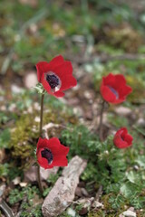 Obraz premium Red anemones grows among the stones in the mountains