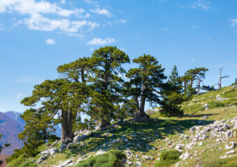 Fototapeta na wymiar Bosnian pines ( Pino Loricato) on top of Serra di Crispo mountain (So called Garden of Gods ), Pollino National Park, southern Apennine Mountains, Italy.