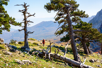 Bosnian pines on top of Serra di Crispo mountain (Garden of Gods), Pollino National Park, southern...