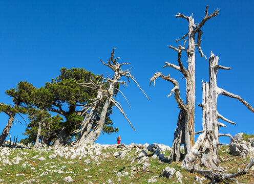 Bosnian pines on top of Serra di Crispo mountain (Garden of Gods), Pollino National Park, southern Apennine Mountains, Italy.