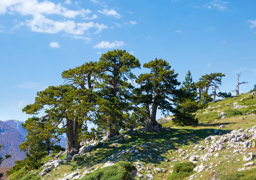 Bosnian pines ( Pino Loricato) on top of Serra di Crispo mountain (So called Garden of Gods ), Pollino National Park, southern Apennine Mountains, Italy.