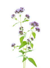 Two fresh sprigs  of  Oregano (Origanum vulgare) with small  blossoms of light lilac color  isolated on a white background. Selective focus.