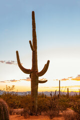 Large  cactus (Carnegiea gigantea)  at sunset in the  Saguaro National Park, near Tucson, Pima County,  southeastern Arizona, United States.