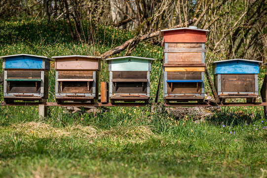 Hives of bees in the apiary. Painted wooden beehives with active honey bees. Bee yard in Switzeland.