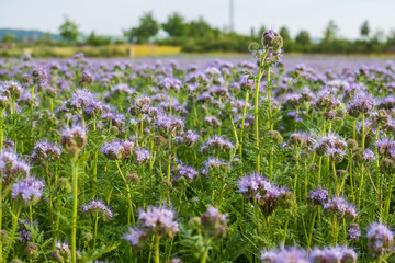 Fototapeta premium phacelia, bee pasture, close up