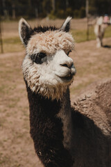 Obraz premium Close up of a Lama outside standing in a field.