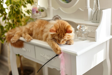 Maine Coon cat lies on a white boudoir makeup table