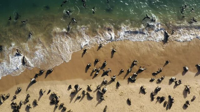 Spectacular aerial zoom in view of a large colony of Cape fur seals swimming and lying on the coastline basking in the sun