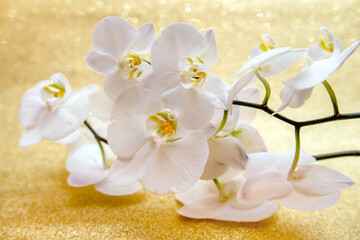 Naklejka na ściany i meble A branch of white orchids on a shiny gold background 