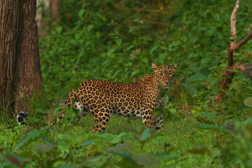 Indian Leopard In Lush Green Forest During Monsoon At Nagarhole National Park Karnataka India