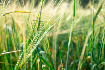 Obraz premium Harvest bread. Background from ripe ears of bread. Yellow and green wheat field. Close-up of nature.