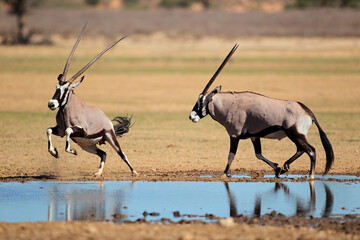 Gemsbok antelopes (Oryx gazella) at a waterhole, Kalahari desert, South Africa.