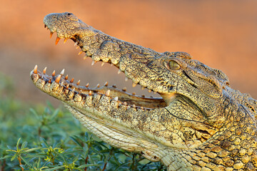 Portrait of a large Nile crocodile (Crocodylus niloticus) with open jaws, Kruger National Park,...