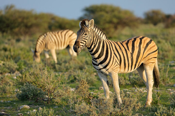 Plains zebras (Equus burchelli) in natural habitat, Etosha National Park, Namibia.