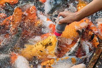 Obraz premium feed the fish or carps in pond. Feeding colorful fish with food in a bottle