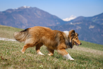 Sable Shetland sheepdog in the mountains