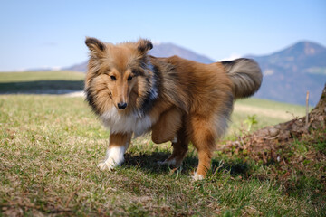 Sable Shetland sheepdog in the mountains
