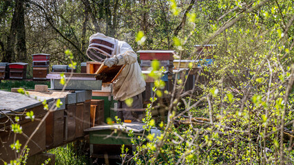 Beekeeper on apiary. Beekeeper is working with bees and beehives on the apiary.