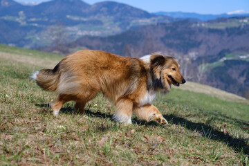 Sable Shetland sheepdog in the mountains
