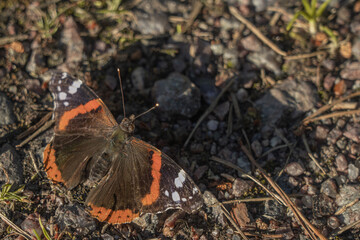 Butterfly. Peacock eye on gravel road Scandinavian nature Finland