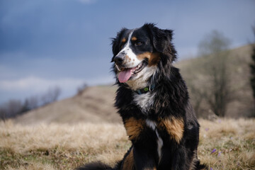 Beautiful mixed tricolor dog with Bernese mountain dog look