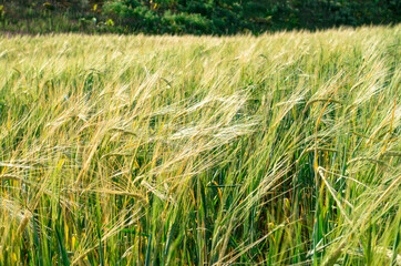 A field with wheat ears. Landscape and natural nature background. Agriculture. Harvest bread.