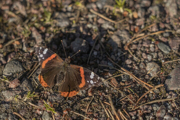 Butterfly. Peacock eye on gravel road Scandinavian nature Finland