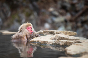 Snow monkey eat while bathing on hot spring