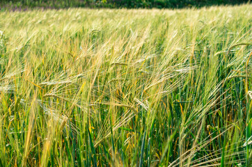 Harvest bread. Background from ripe ears of bread. Yellow and green wheat field. Close-up of nature.