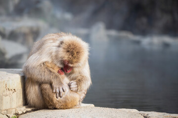 Snow monkey family hug at hot spring onsen