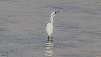 great blue heron