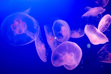 The glowing and neon pink jellyfish swimming in the deep blue sea background present with dry brush effect for use as graphical element and background.