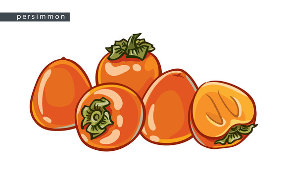 sketch_persimmon_four_whole_fruits_and_half