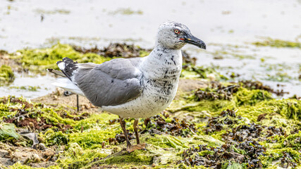 seagull eating squid