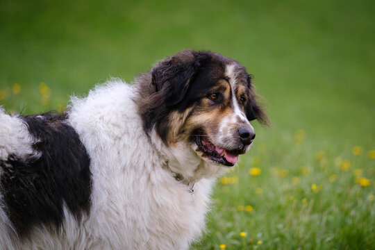 Tornjak - Bosnian Herzegovinian - Croatian Shepherd dog